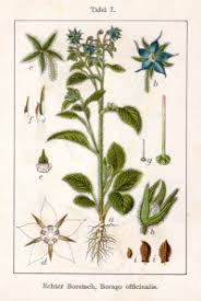 Image result for Borago officinalis