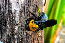 Have you seen what looks like bumble bees buzzing around the eaves or wood of your home? How To Stop Carpenter Bees Naturally 5 Simple Methods That Work