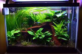 My 20 Gallon Tank Page 2 Planted Aquarium Nature Aquarium Fish Tank