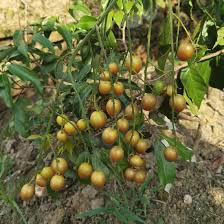 Image result for Clausena lansium