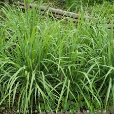 By planting perennial herbs, you can enjoy their beauty and their practical uses to support your health! How To Grow Harvest Divide And Use Lemongrass Growing In The Garden
