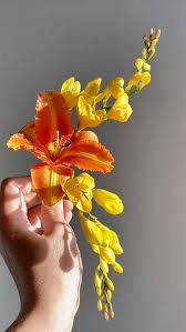 Lily Freesia By Alena Ujshag Freesia Flowers Freesia Lily