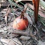 Image result for Aframomum alboviolaceum