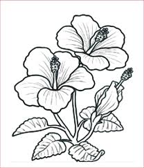 Sketsa bunga,untuk motif batik simpel dan cantik. Gambar Bunga Cempaka Sketsa