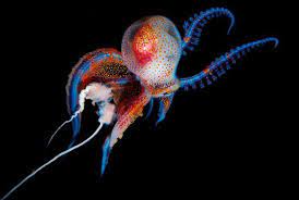 Bizarre foods with andrew zimmern. Joshua Lambus Is An Award Winning Photographer And Videographer Based On The Big Island Of Hawaii He Speciali Portuguese Man O War Deep Sea Creatures Octopus