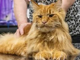 ‪Ancats – Australian National Cats Incorporated Official Website‬‏