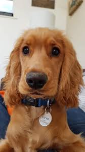 Every cocker spaniel has a talent. Otis? Professional photo crasher. Closed  eyes, open heart! ♥️