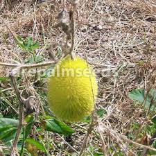 Image result for Cucumis aculeatus