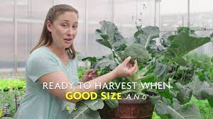 If you want a variety with tight heads and prolific flowering, try growing belstar broccoli. How To Tell When Broccoli Is Ready To Harvest Youtube
