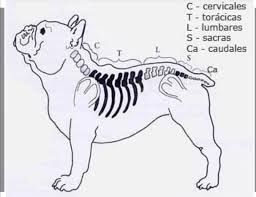 Hernia de disc este o situatie patologica care poate implica orice parte a coloanei, dar este cel mai frecvent intalnia la nivelul gatului (coloana cervicala) sau. Hernia De Disc CaninÄƒ Bulldog Francez Romania