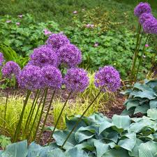Check spelling or type a new query. 10 Types Of Purple Allium Flowers