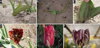 The viral infection that resulted in the unusual and beautiful coloration of a. Symptoms Of Rembrandt Tulip Breaking Virus On Different Cultivars Download Scientific Diagram