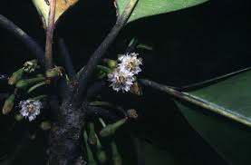 Image result for Manilkara sansibarensis