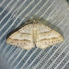 Image result for Mesotype parallelolineata