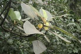 Image result for Ficus pseudomangifera