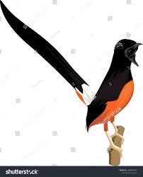 Its resolution is 803x1191 and the resolution can be changed at any time according to your needs after downloading. Detail Gambar Murai Bird Vector Stock Vector Royalty Free 1308818554