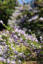 Image result for Fabiana imbricata