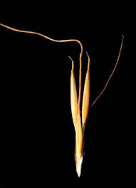 Image result for Anadelphia