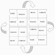 Crop Rotation Infonet Biovision Home