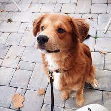My Border Collie Golden Retriever Mix Golden Retriever Mix Border Collie Golden Retriever Mix Puppies Golden Retriever Mix