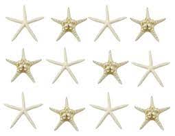 This beautiful star can be left in its own natural beauty or frosted. 1 Extra Large White Finger Pencil Starfish 7 10 Inches Wedding Decor Colorcard De
