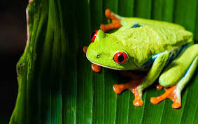 Due to its physical and behavioral traits, the. Key Essentials To Red Eyed Tree Frog Tank Setup