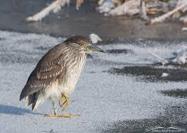 Image result for Dark Yellow Green 2016 Fleet