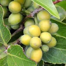 Image result for Toddalia