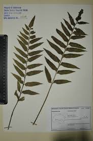 Image result for Asplenium anisophyllum