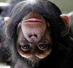 RÃ©sultat de recherche d'images pour "droles de singes"