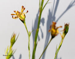 Image result for Gnidia microcephala