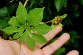 Image result for Ipomoea pes-tigridis