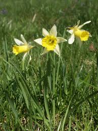 When over the flowery, sharp pasture's edge, unseen, the salt ocean lifts its form—chicory and daisies tied, released, seem hardly flowers alone but color and the movement—or the shape perhaps—of restlessness, whereas the sea is circled and sways peacefully upon its plantlike stem. Narcissus In Culture Wikipedia