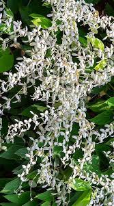 Image result for Congea