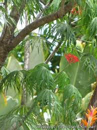 Image result for Jatropha multifida