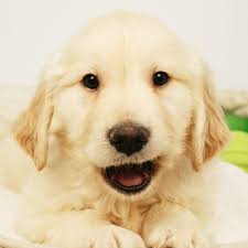 Find local golden retriever puppies for sale and dogs for adoption near you. Golden Retriever Puppies For Adoption In Tucson Az The Y Guide