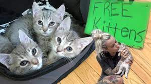 Buying kittens for sale and cats for sale could cost hundreds of dollars; Free Kittens Youtube