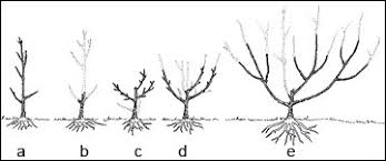 This allows you the ability to grow. Fruit Production Mu Extension