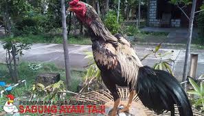 Mengenal Ayam Bangkok Wido Atau Jalak Sabung Ayam Online Bangkok Ayam Jalak