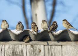 Oiseaux Qui Nichent Sous Votre Toit Comment Les Eloigner