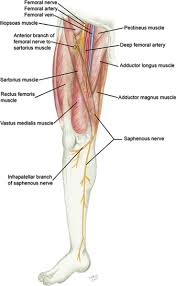 Saphenous Nerve Block Google Search Nerve Femoral Nerve Holistic Medicine