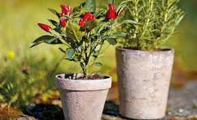 Shabby Chic Blumentopf Blumentopf Shabby Chic Garten Haus Und Garten