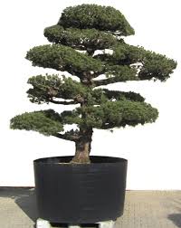 Aber auch serviceleistungen wie urlaubspflege, tipps bei gestaltungen, schalenauswahl und hilfe bei krankheiten bieten wir an. Bonsai De Shop Gartenbonsai Kiefer Kiefer40 Gartenbonsai Kiefer Ca 65 Jahre