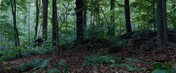 With rippling walls of fire and swarms of deadly mutant hornets, the trials in the arena are kind of like panem's in each year's hunger games, the tributes launch into the arena and start off in the shape of semicircle, equidistant to the cornucopia. Jennifer Lawrence