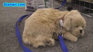Bottom line yes, i would recommend this to a friend. Sleeping Puppies Plush Toys Perfect Petzzz At Toy Fair 2010 Youtube