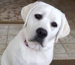 Twin Ponds Labradors Snow White Lab Breeder White Lab Puppies White Labrador Puppy Lab Puppies