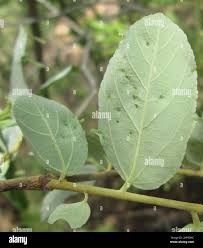 Image result for Grewia monticola