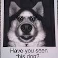Image result for lost dog signs