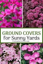 We did not find results for: 15 Best Flowering Ground Covers For Sun Ground Covers For Sun Ground Cover Flowers Flowering Ground Cover Perennials