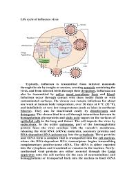 The difference is that the number of virus particles in your body has now been vastly amplified. Life Cycle Of Influenza Virus Aerosols Droppings